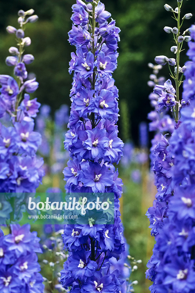 391050 - Hoher Rittersporn (Delphinium elatum 'Abgesang')