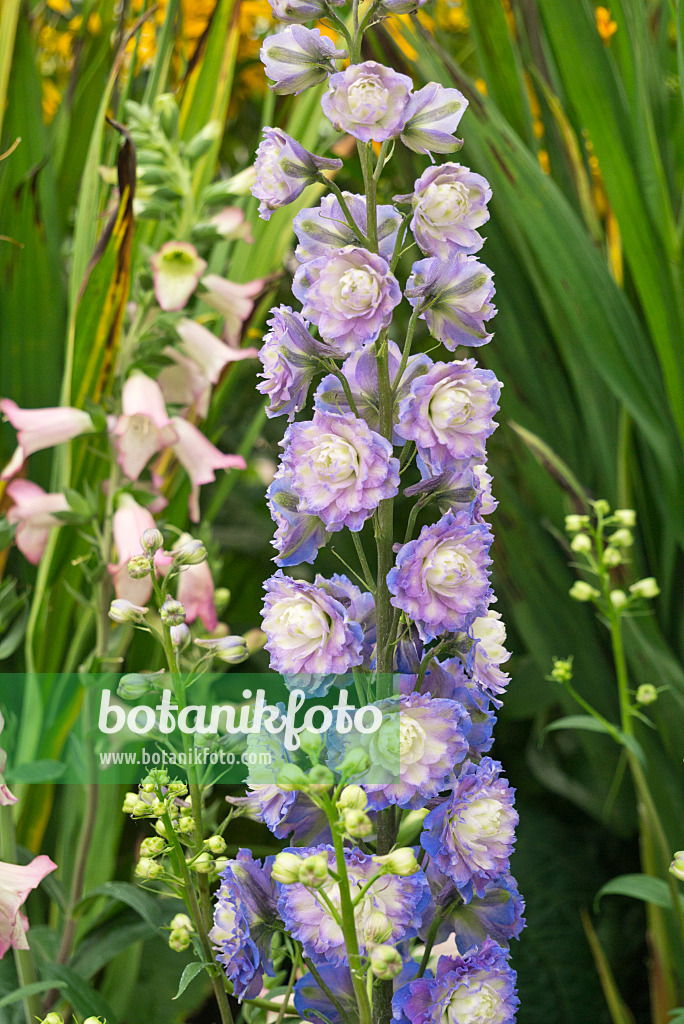 595015 - Hoher Rittersporn (Delphinium elatum 'Highlander')