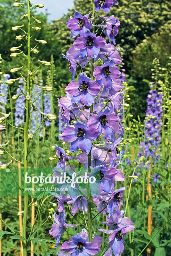 390176 - Hoher Rittersporn (Delphinium elatum 'Klingsor')