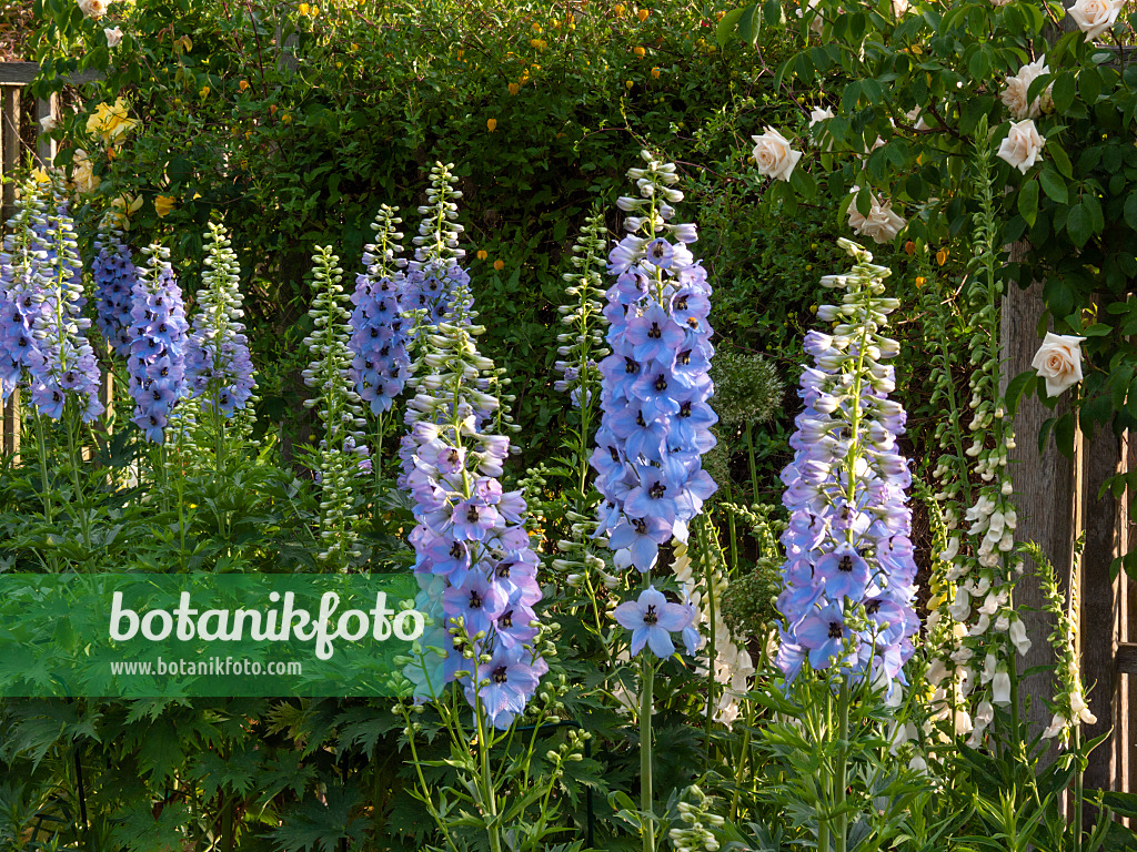 414040 - Hoher Rittersporn (Delphinium elatum 'Perlmutterbaum')