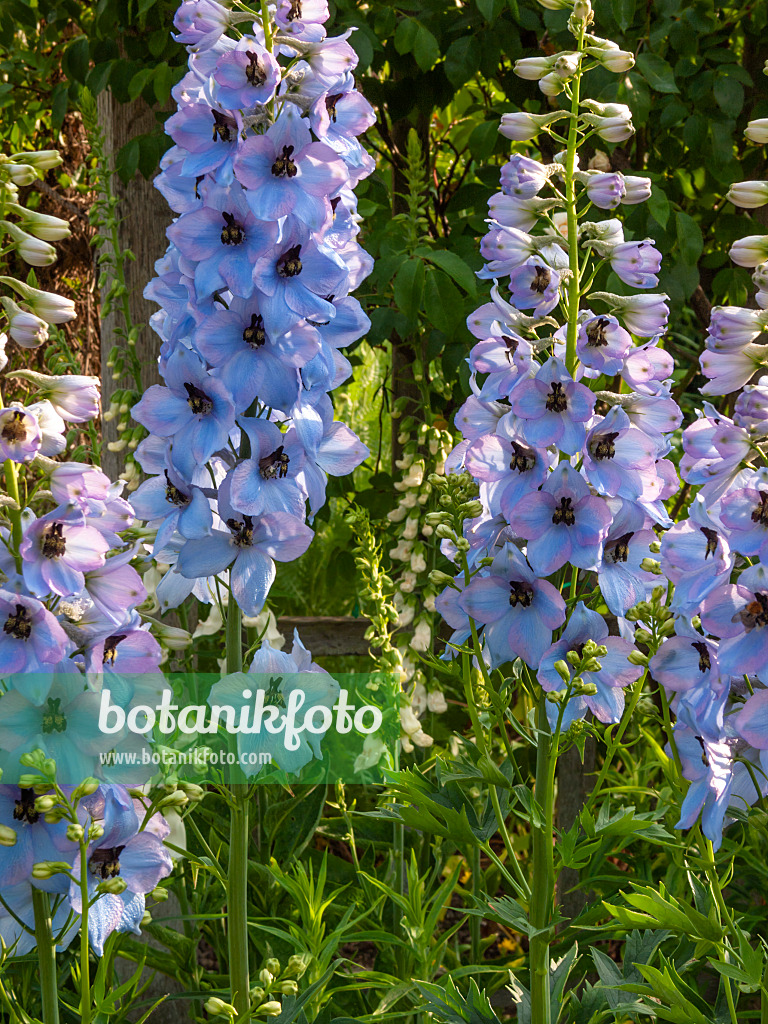 414042 - Hoher Rittersporn (Delphinium elatum 'Perlmutterbaum')