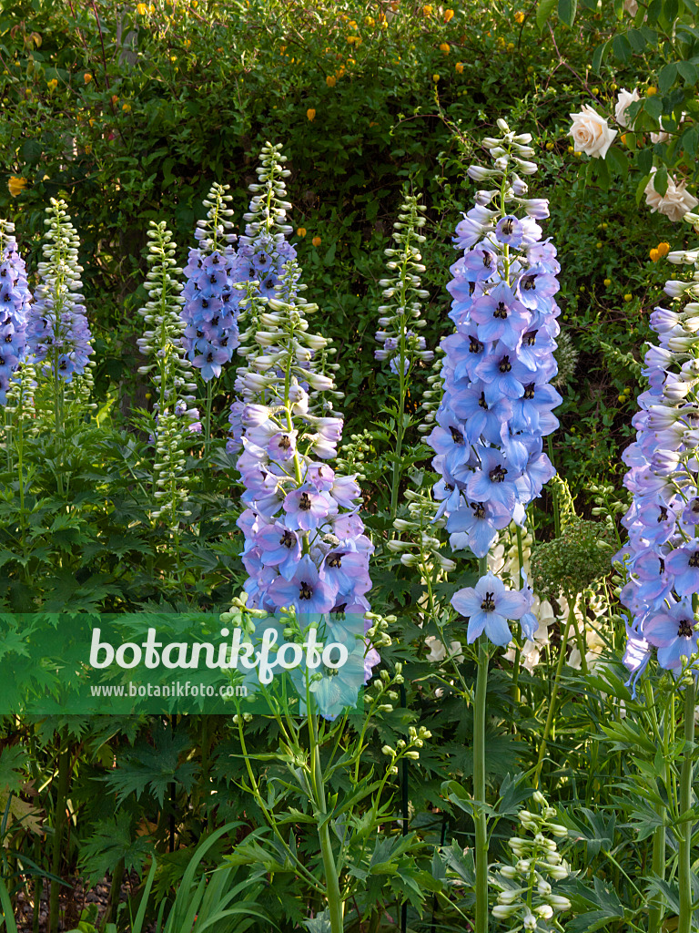 414043 - Hoher Rittersporn (Delphinium elatum 'Perlmutterbaum')