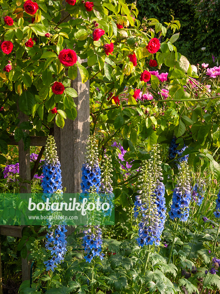 414039 - Hoher Rittersporn (Delphinium elatum) und Rose (Rosa)