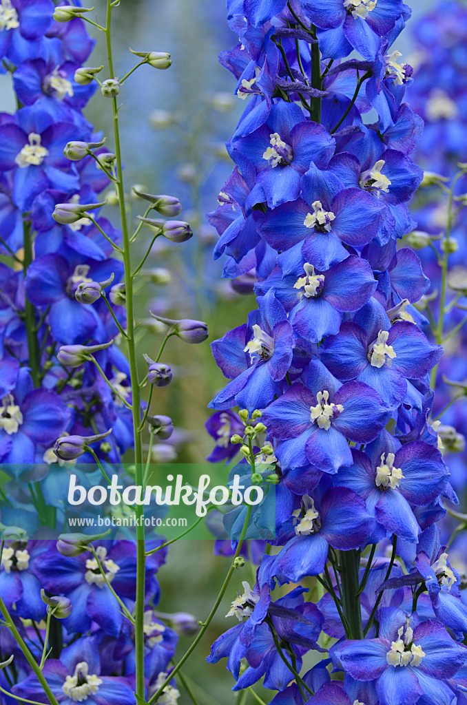 497253 - Hoher Rittersporn (Delphinium elatum 'Tropennacht')