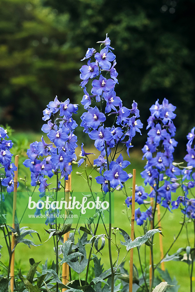 391051 - Hoher Rittersporn (Delphinium elatum 'Zauberflöte')