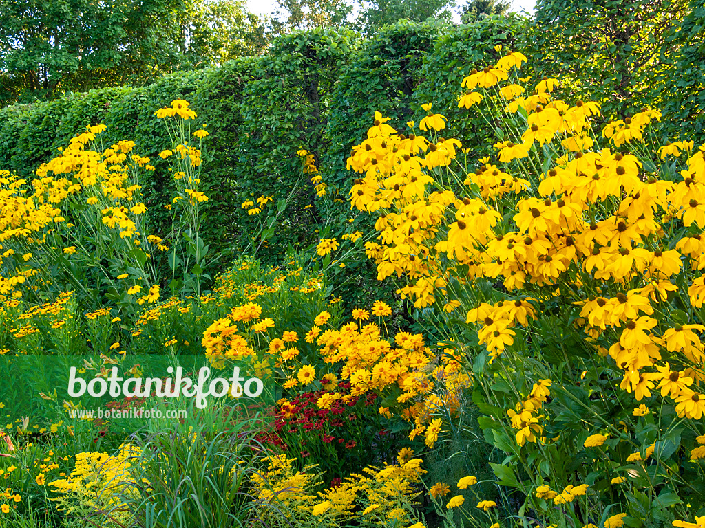 415058 - Hoher Sonnenhut (Rudbeckia nitida)