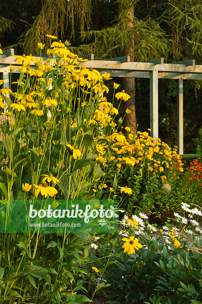 510148 - Hoher Sonnenhut (Rudbeckia nitida)