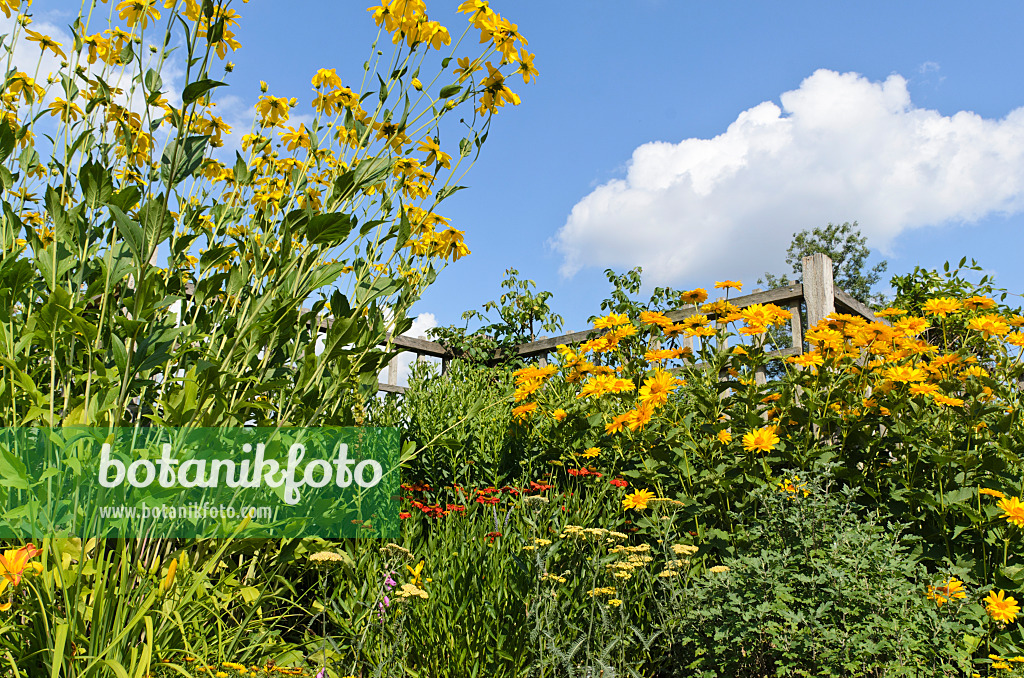 498135 - Hoher Sonnenhut (Rudbeckia nitida 'Juligold') und Sonnenauge (Heliopsis helianthoides var. scabra 'Venus')