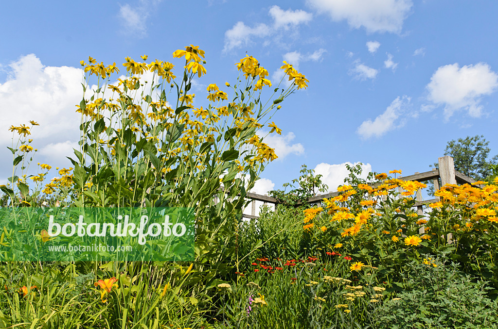 498136 - Hoher Sonnenhut (Rudbeckia nitida 'Juligold') und Sonnenauge (Heliopsis helianthoides var. scabra 'Venus')