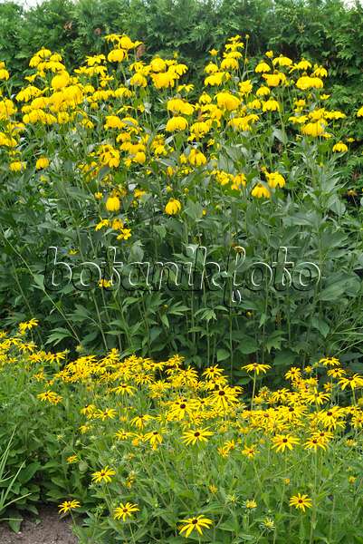 559014 - Hoher Sonnenhut (Rudbeckia nitida 'Juligold') und Gewöhnlicher Sonnenhut (Rudbeckia fulgida)