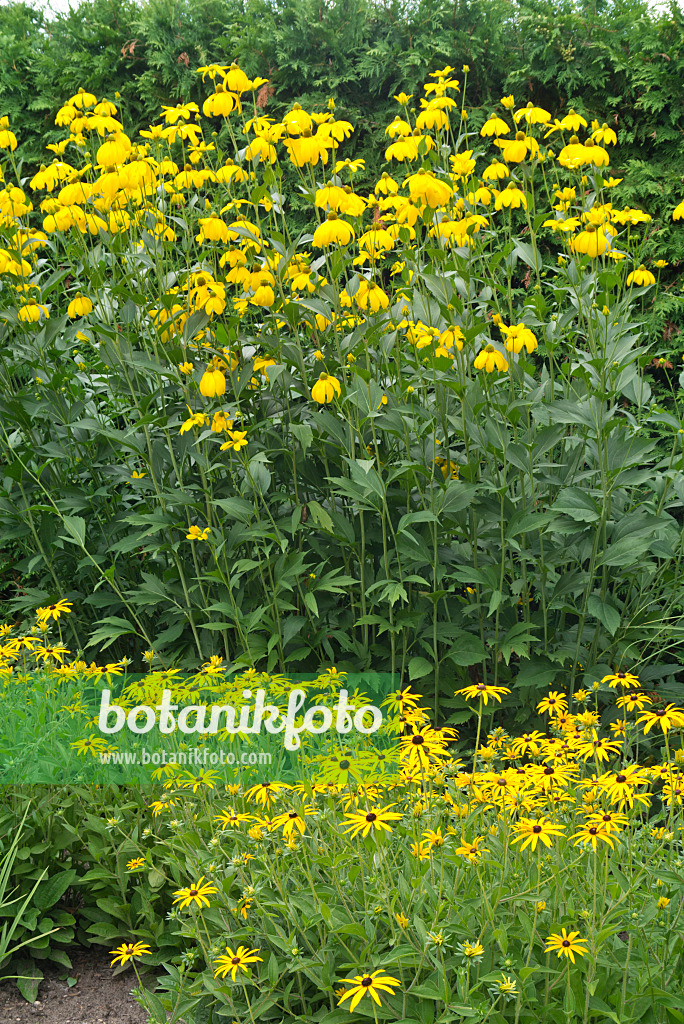 559014 - Hoher Sonnenhut (Rudbeckia nitida 'Juligold') und Gewöhnlicher Sonnenhut (Rudbeckia fulgida)