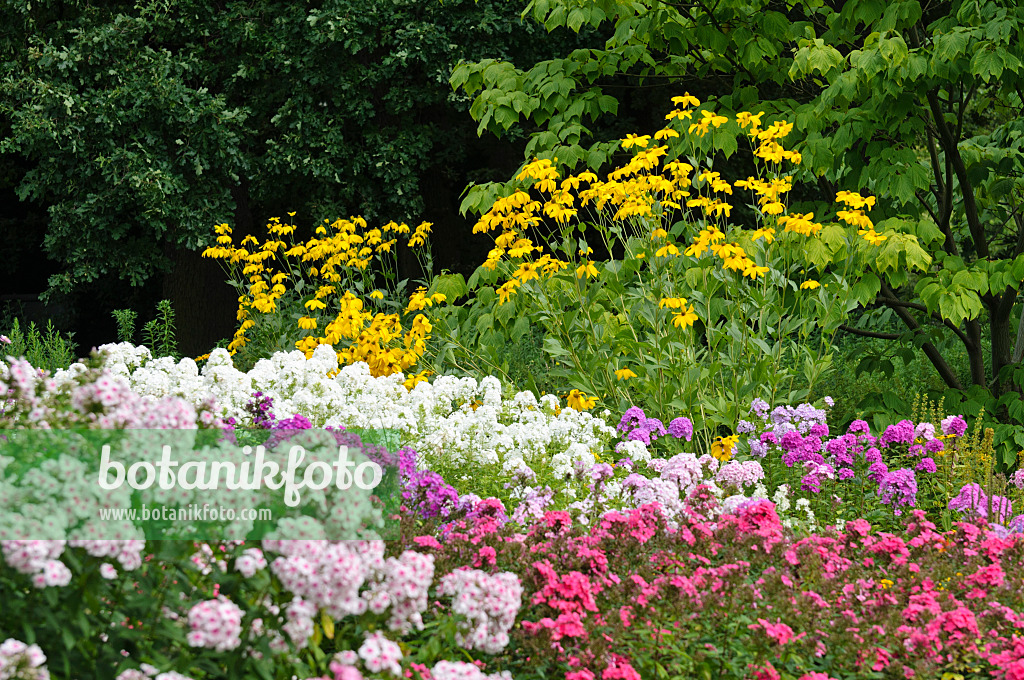 487132 - Hoher Sonnenhut (Rudbeckia nitida) und Staudenphlox (Phlox paniculata)