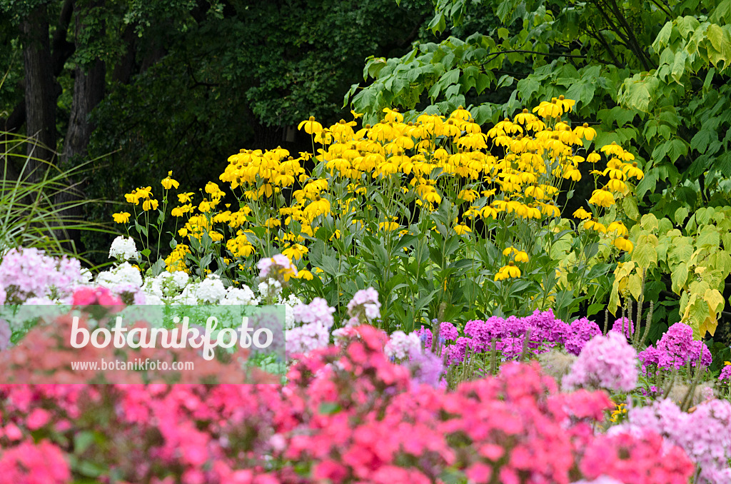 523093 - Hoher Sonnenhut (Rudbeckia nitida) und Staudenphlox (Phlox paniculata)