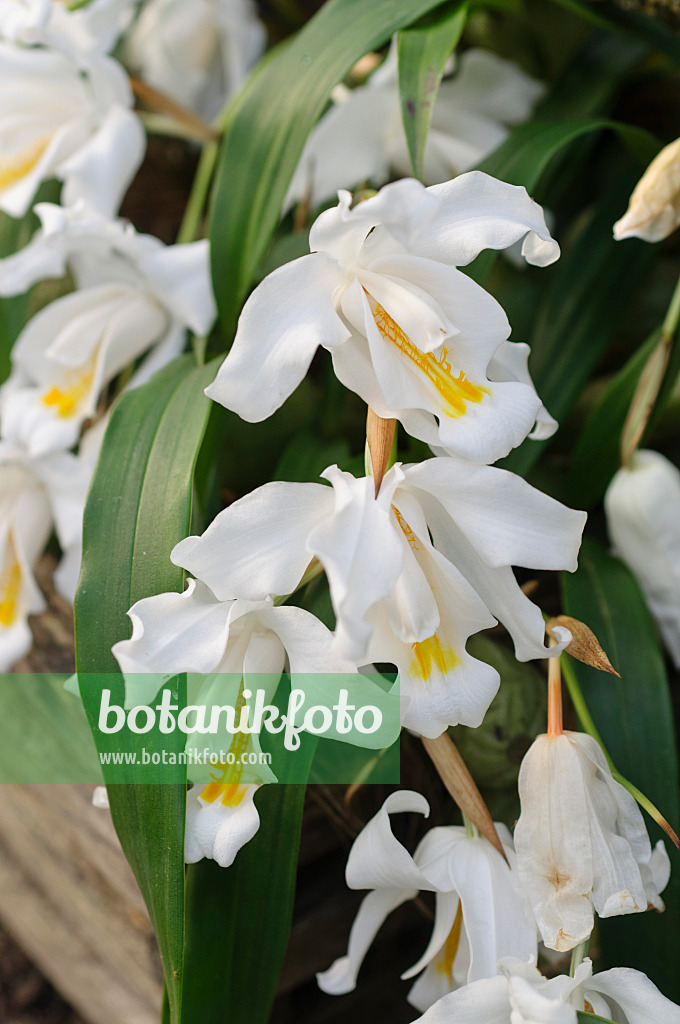 481034 - Hohlnarbe (Coelogyne cristata)