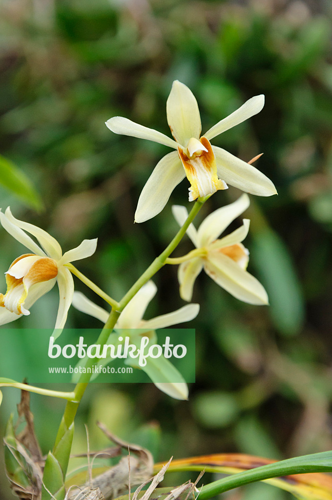 467014 - Hohlnarbe (Coelogyne trinervis)