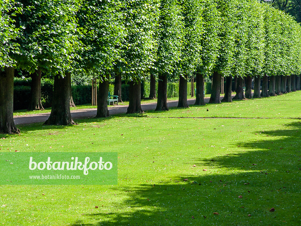 427095 - Holländische Linde (Tilia x europaea)