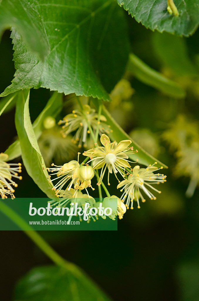 521377 - Holländische Linde (Tilia x europaea)