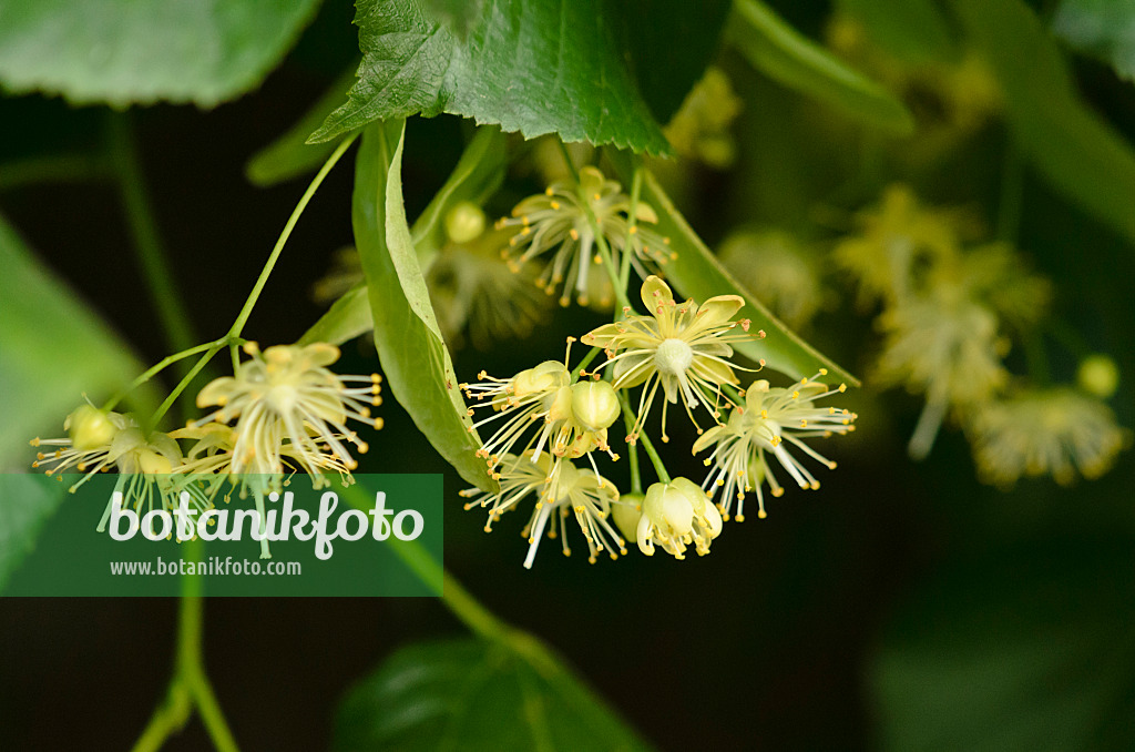 521378 - Holländische Linde (Tilia x europaea)