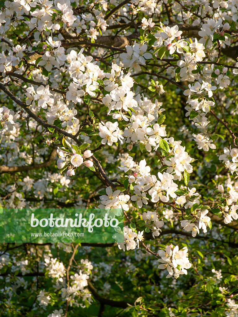 448032 - Holzapfel (Malus sylvestris)