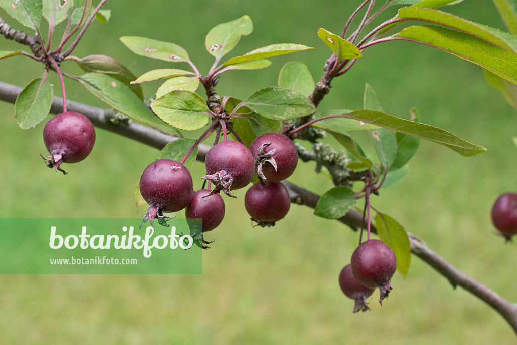 559125 - Holzapfel (Malus sylvestris var. niedzwetzkyana)