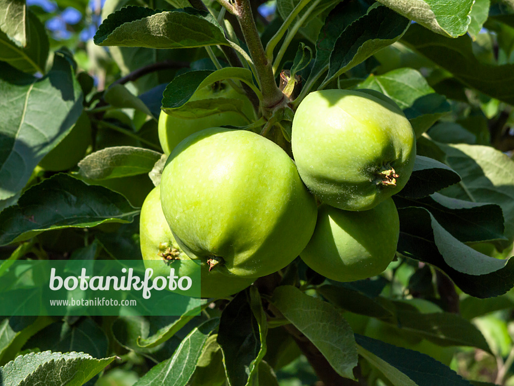 462035 - Holzapfel (Malus sylvestris 'Weisser Klarapfel')