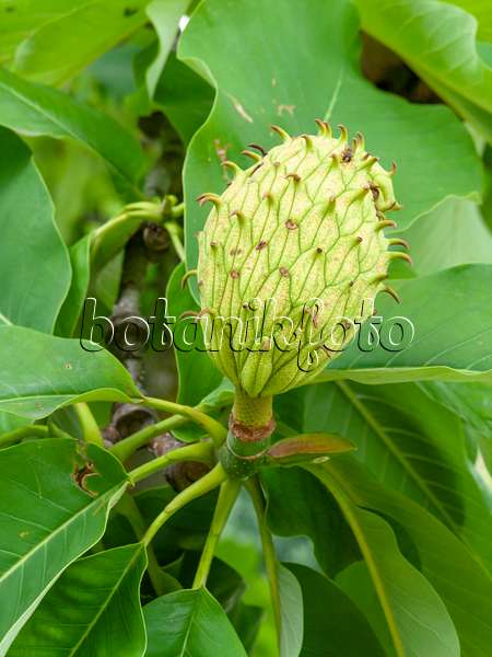 450015 - Honoki-Magnolie (Magnolia hypoleuca)