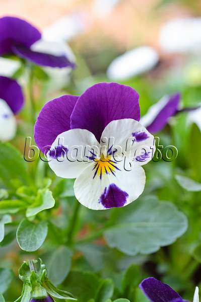 471126 - Hornveilchen (Viola cornuta)