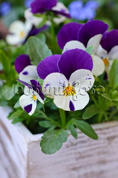 471145 - Hornveilchen (Viola cornuta)