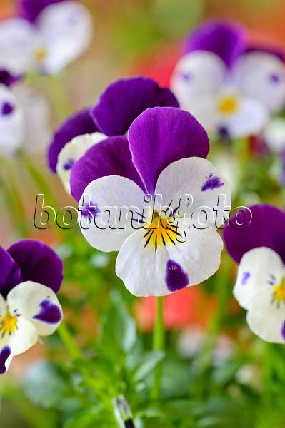 483128 - Hornveilchen (Viola cornuta)