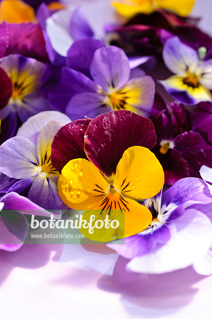 484214 - Hornveilchen (Viola cornuta), abgeschnittene Blüten auf einem Teller