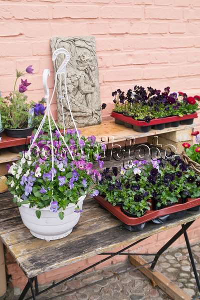 555011 - Hornveilchen (Viola cornuta) auf einem Gartentisch