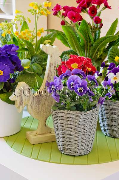 483059 - Hornveilchen (Viola cornuta), Kissenprimel (Primula vulgaris syn. Primula acaulis) und Echte Schlüsselblume (Primula veris)