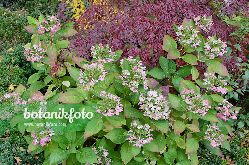 525218 - Hortensie (Hydrangea) und Fächerahorn (Acer palmatum 'Dissectum Garnet')