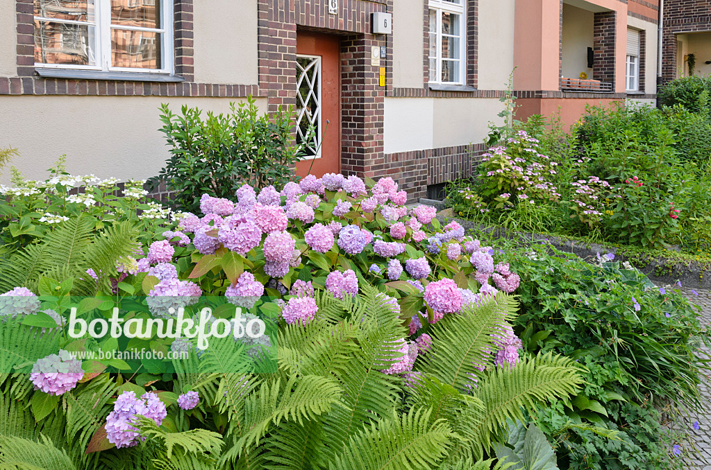 534080 - Hortensie (Hydrangea) im Vorgarten eines Mehrfamilienhauses