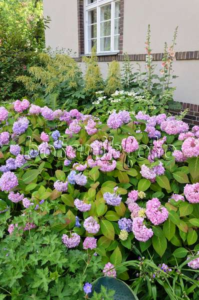 534081 - Hortensie (Hydrangea) im Vorgarten eines Mehrfamilienhauses