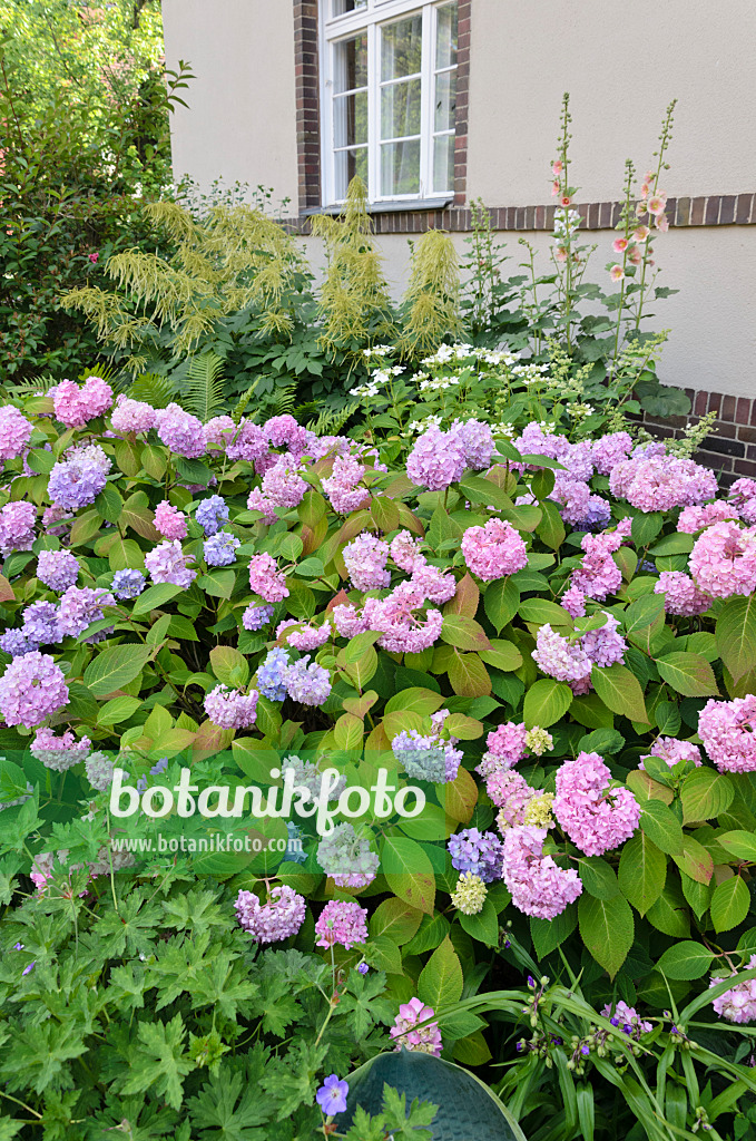 534081 - Hortensie (Hydrangea) im Vorgarten eines Mehrfamilienhauses