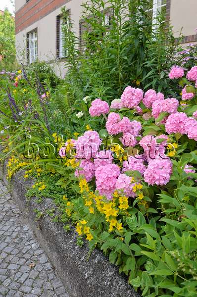 534083 - Hortensie (Hydrangea) und Punktierter Gilbweiderich (Lysimachia punctata) im Vorgarten eines Mehrfamilienhauses