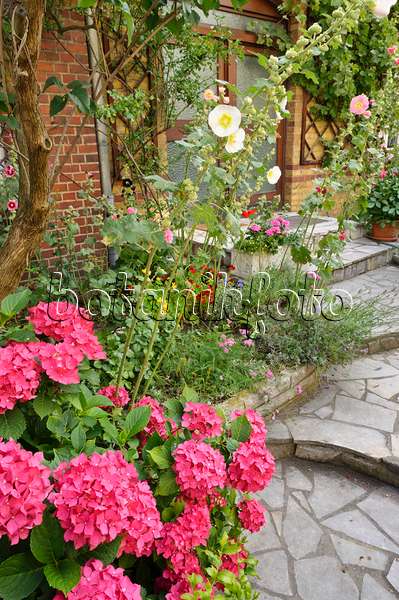 474333 - Hortensien (Hydrangea) und Stockrosen (Alcea) in einem Vorgarten