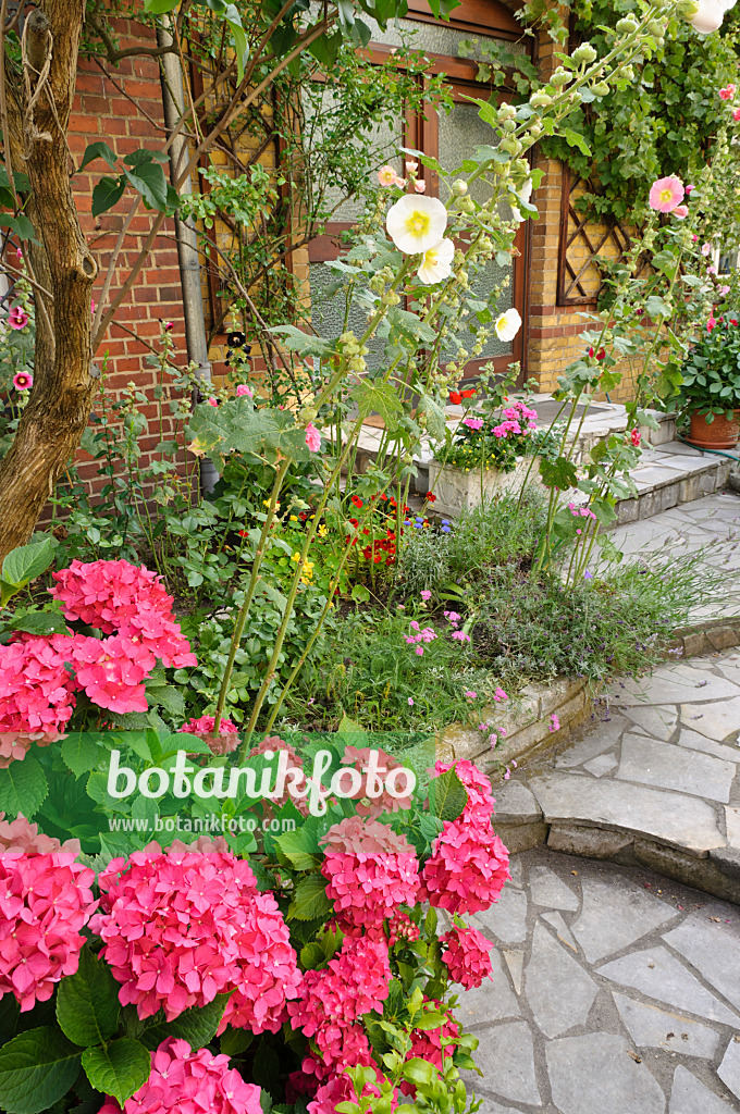 474333 - Hortensien (Hydrangea) und Stockrosen (Alcea) in einem Vorgarten