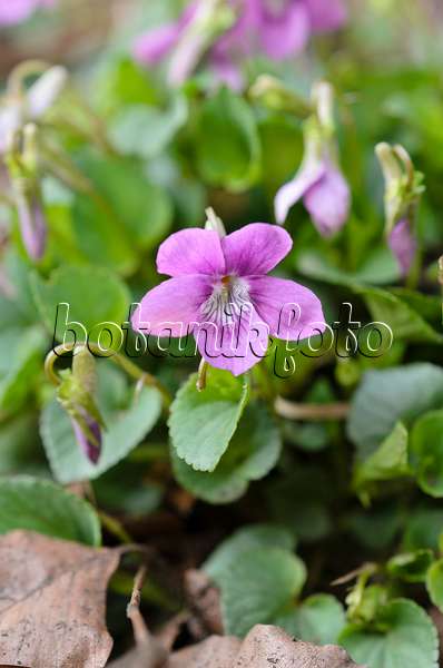 507057 - Howells Veilchen (Viola howellii)