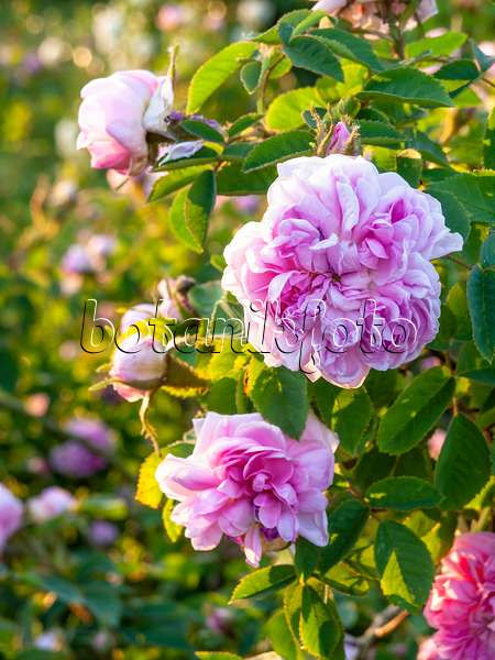 448096 - Hundertblättrige Rose (Rosa x centifolia 'Catherine de Wurttemberg')