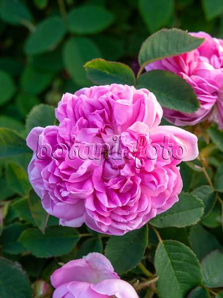 448119 - Hundertblättrige Rose (Rosa x centifolia 'Catherine de Wurttemberg')