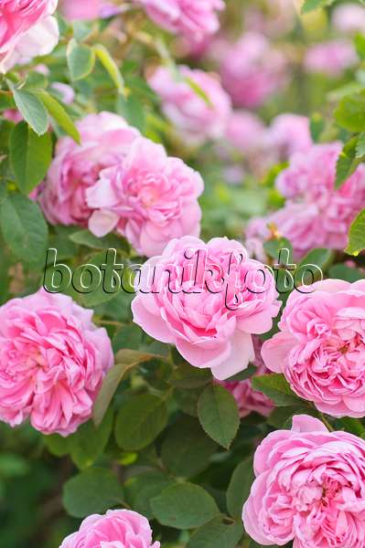 485090 - Hundertblättrige Rose (Rosa x centifolia 'Catherine de Wurttemberg')