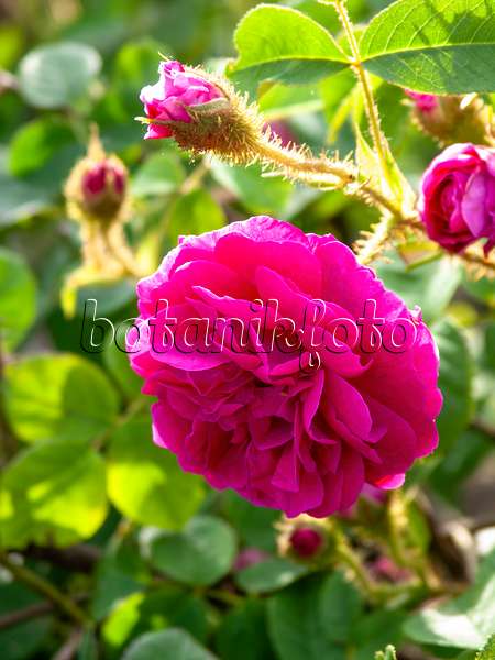 426004 - Hundertblättrige Rose (Rosa x centifolia 'Mme. William Paul')