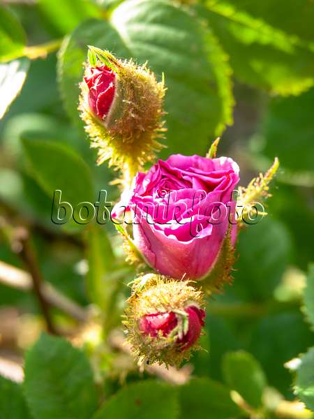 426005 - Hundertblättrige Rose (Rosa x centifolia 'Mme. William Paul')