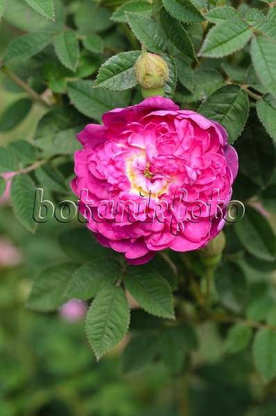 496385 - Hundertblättrige Rose (Rosa x centifolia 'Parviflora')