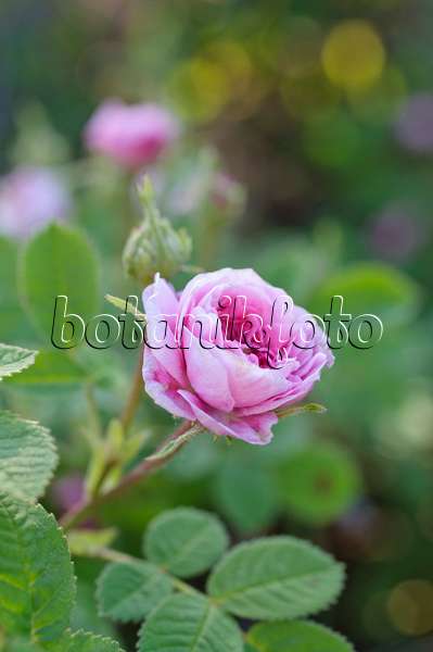 485002 - Hundertblättrige Rose (Rosa x centifolia 'Rose de Meaux')