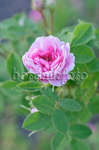 485003 - Hundertblättrige Rose (Rosa x centifolia 'Rose de Meaux')