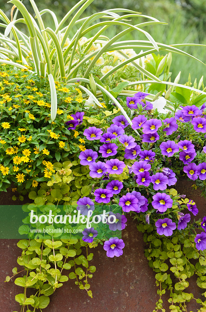 571038 - Husarenknopf (Sanvitalia) und Zauberglöckchen (Calibrachoa)