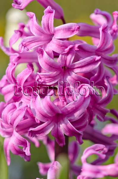 519166 - Hyazinthe (Hyacinthus)